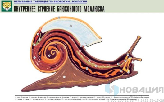 Рельефная таблица Внутреннее строение брюхоногого моллюска