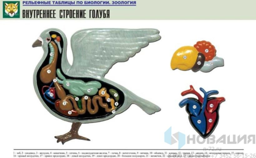 Рельефная таблица Внутреннее строение голубя